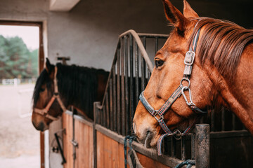 chestnut horse and bay horse with black mane in the stable, horse stalls, horses looking towards...