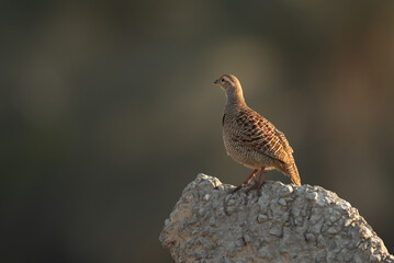 Grey francolin perched on cemented structure in the morning light at Hamala, Bahrain