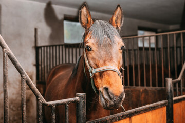 Naklejka premium beautiful chestnut horse in the stable