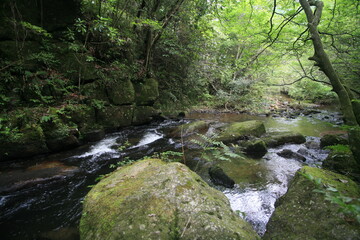 夏の岩屋堂公園を流れる渓流のせせらぎ