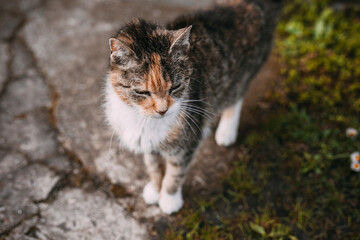 cute tabby cat, mog, moggie
