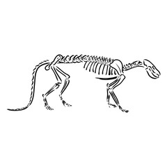 Dinosaur skeleton.Vector Image triceratops skeleton isolated on green background.Can be used as logo. For flat illustrations