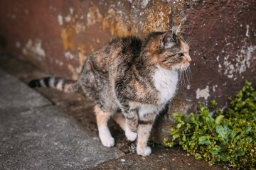 skinny alley cat, emaciated moggy in front of old wall, gaunt kitten