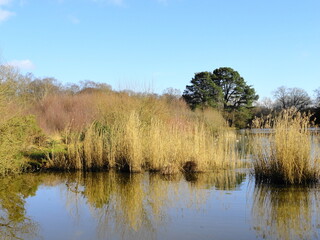 Scenic lake view with reeds and trees with blue sky and reflections on water