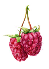 Raspberry berries on an isolated white background. Watercolor botanical illustration