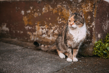 Naklejka premium cool cat in front of an old wall