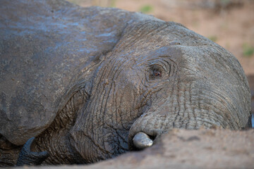 Obraz premium Elephant rolling around in the mud on a safari in South Africa