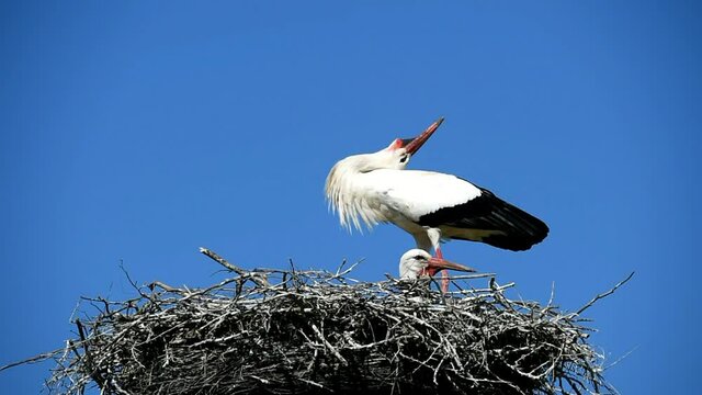 Wei&szlig;st&ouml;rche begr&uuml;&szlig;en sich