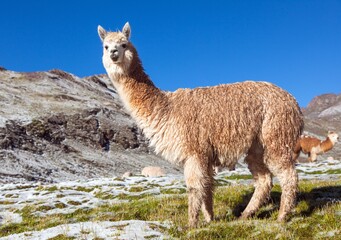 llama or lama on snowy mountain