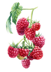 Raspberry berries on an isolated white background. Watercolor botanical illustration