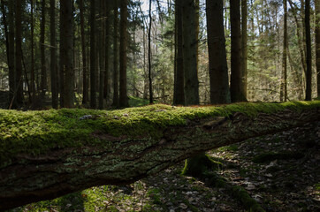 FOREST IN THE MORNING SUN - Blooming moss on a fallen tree 
