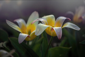 Colorful sunny spring meadow. Bright red and yellow tulip buds and fresh green leaves, warm May day and sunny weather	