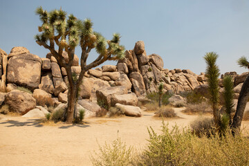 Joshua Tree