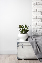 White wooden box with young rubber plant in white flower pot and gray soft fleece blanket on it