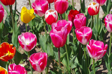 multicolored tulips on flowerbed