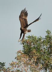 Greater spotted eagle takeoff, Bahrain