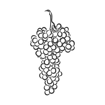 Grape vine illustration. grapes, vector sketch illustration