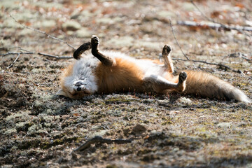 Red Fox Photo Stock. Fox Image. Rolling on its back with a funny position displaying fox tail, fur,...