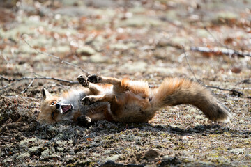 Red Fox Photo Stock. Fox Image. Scratching back with a funny position displaying open mouth, teeth, tail, fur, and sun on its body in its habitat with a blur background.  Picture. Portrait. 