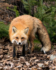 Red Fox Photo Stock. Fox Image. Picture. Portrait.