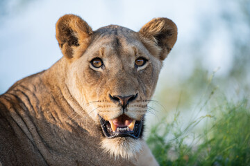 Female Lion seen on a safari in South Africa
