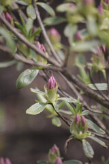 Obraz premium flower