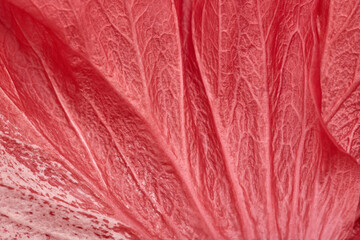 Red Hibiscus flower petal, full frame abstract natural background, close-up.
