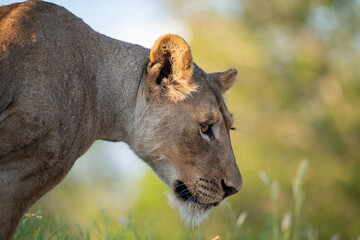 Female Lion seen on a safari in South Africa