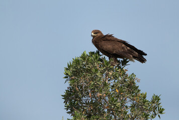 Portriat of Greater spotted eagle, Bahrain