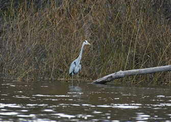 great grey heron