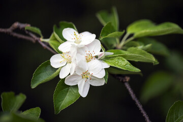 Fototapeta premium Apple Tree Flower