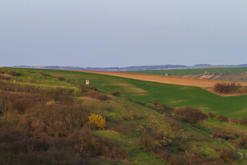 Hilly landscape with flowering trees. Grain begins to grow in the rolling fields.