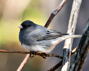 Junco Stock Photo. Perched on a branch displaying grey feather plumage, head, eye, beak, with a blur background in its environment and habitat. Image. Picture.