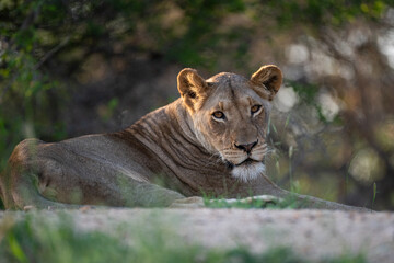 Low angle portrait of a female lion seen on a safari in South Africa