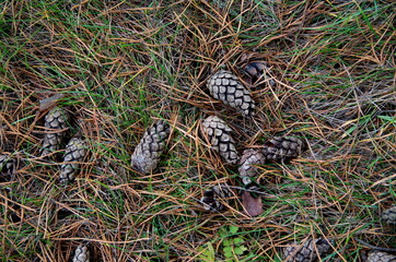 nature in the autumn season