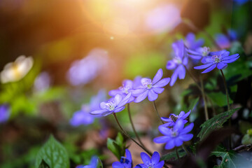 Magic spring atmosphere: Close up of violet spring flowers, liverleaf or hepatica - obrazy, fototapety, plakaty