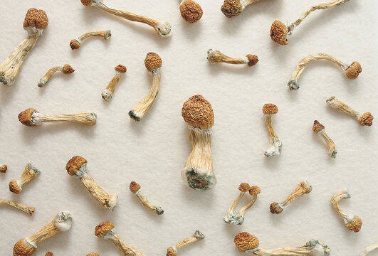 Micro-dosing concept. Psilocybin mushrooms isolated on ivory background. Psychedelic trip, magic mushroom. Alternative medicine.