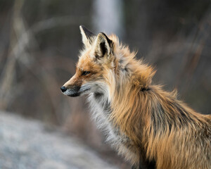 Red Fox Photo Stock. Fox Image. Head close-up profile side view with a blur background in its environment and habitat.  Picture. Portrait. Photo. Headshot.