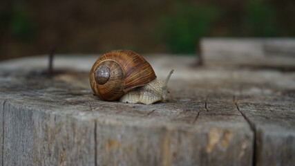 snail on the wood