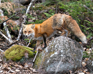 Naklejka na ściany i meble Red Fox Photo Stock. Fox Image. Close-up profile view standing on a moss rock and looking at camera in the springtime with forest background in its environment and habitat.