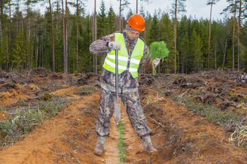 A forest worker is planting coniferous seedlings at the site of a cut forest. Real people work. Forester with seedlings and working tools.