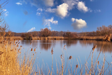 Calm surface of the pond. In the foreground is a reed. The sky is blue with white clouds.
