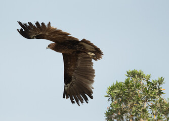 Greater spotted eagle takeoff from a tree, Bahrain