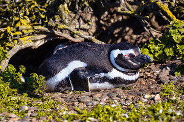 Penguins in the pinguinera Faro Cabo Virgenes, Argentina