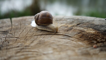 snail on the wood