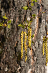 Blossoming birch. Plant pollen and spring solinosis. Problems Allergic reactions to pollen