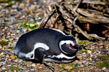 Fototapeta premium Penguins in the pinguinera Faro Cabo Virgenes, Argentina