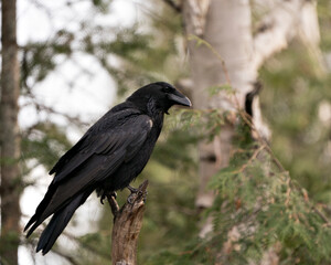 Raven Photo Stock. Crow Image. Close-up profile view perched on a branch in the forest with a blur forest background in its environment and habitat. Image. Picture. Portrait.