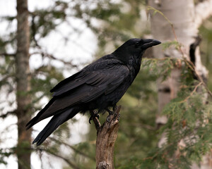 Raven Photo Stock. Crow Image. Close-up profile view perched on a branch in the forest with a blur...