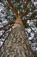 nature in the autumn season